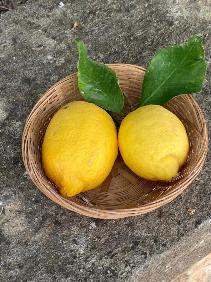 Agroturismo Finca Can Sec Alaró Kültér fotó